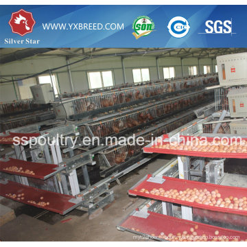 Chicken Farming Equipment for Chicken Layers